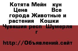 Котята Мейн - кун › Цена ­ 19 000 - Все города Животные и растения » Кошки   . Чувашия респ.,Шумерля г.